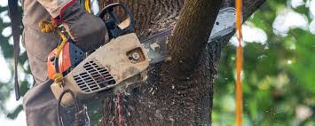 Best Stump Grinding and Removal  in Fort Oglethorpe, GA