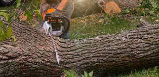 Best Lawn Renovation and Restoration  in Fort Oglethorpe, GA