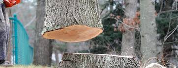 Best Tree Removal  in Fort Oglethorpe, GA