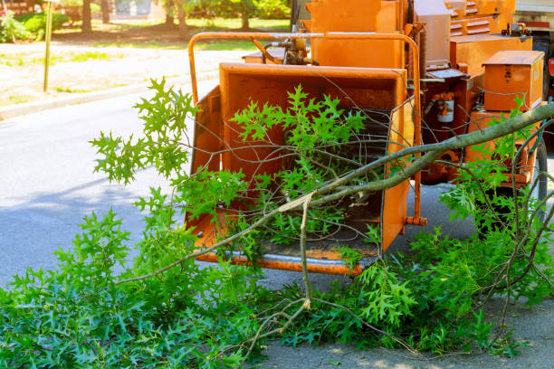Best Lawn Drainage Solutions  in Fort Oglethorpe, GA