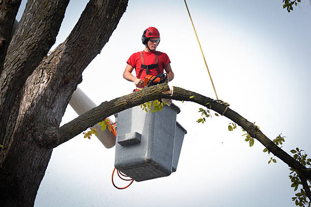 Best Utility Line Clearance  in Fort Oglethorpe, GA