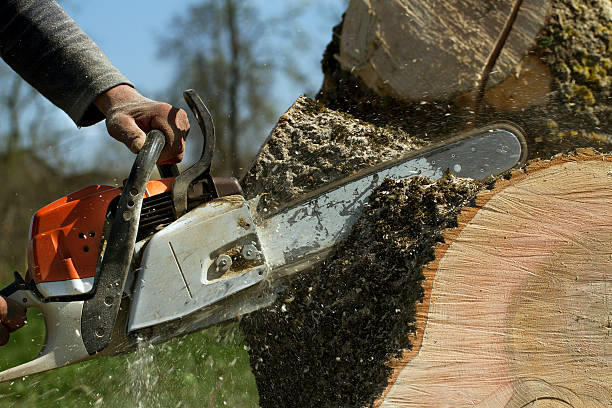 Best Tree Cabling and Bracing  in Fort Oglethorpe, GA